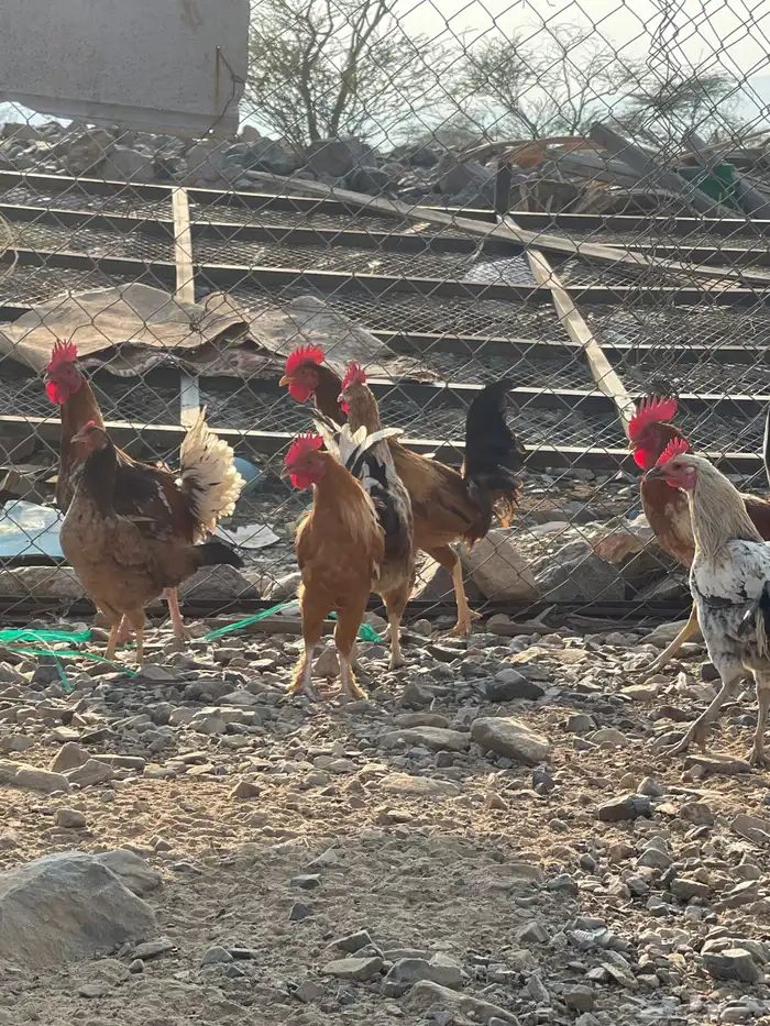 دجاج بلدي عمره فوق 6 شهور بياض 1