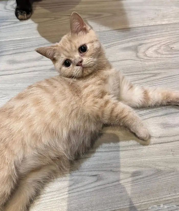 قطة للتبني 0