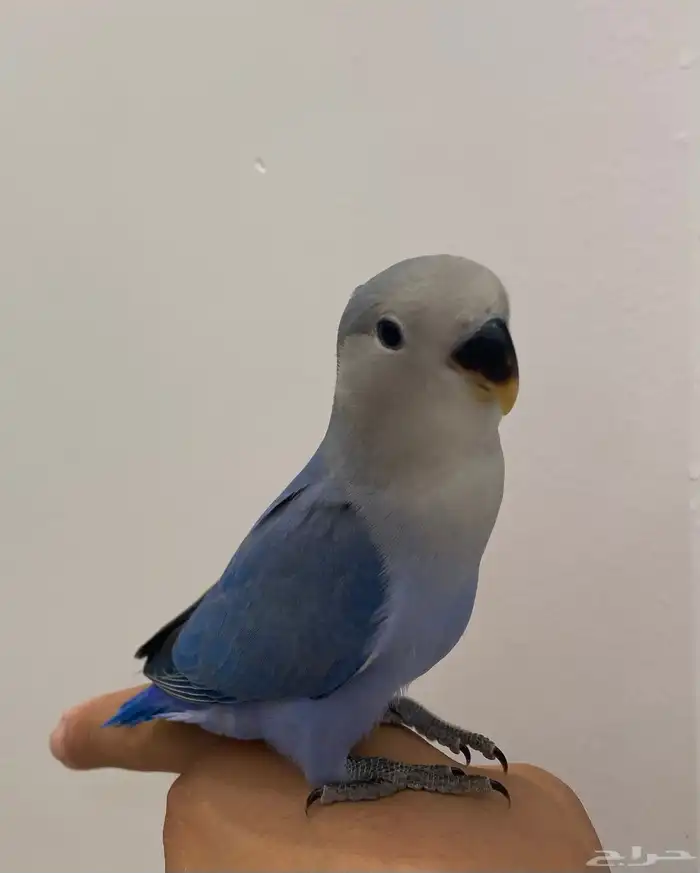 للبيع روز اليف وهدد 0