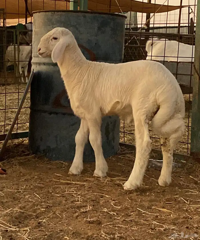 فحل حري صنف منتج (ولد خطر) 9