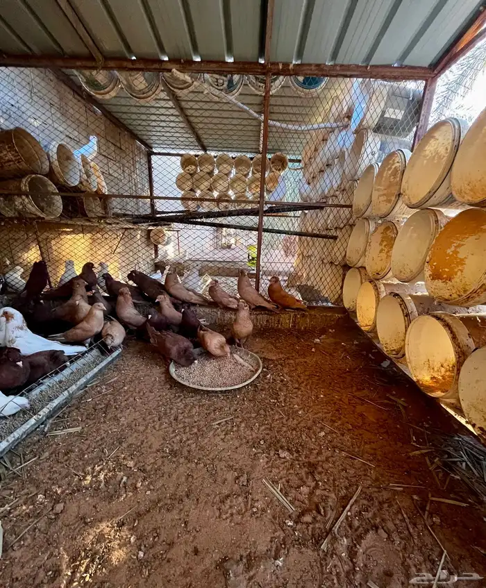 حمام مصري ملطي 2