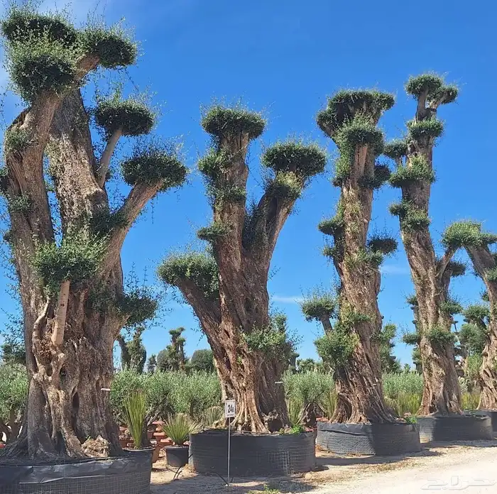 اشجار زيتون 0