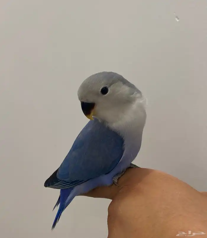 للبيع روز اليف وهدد 2