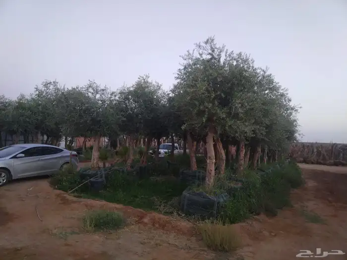 اشجار زيتون 2