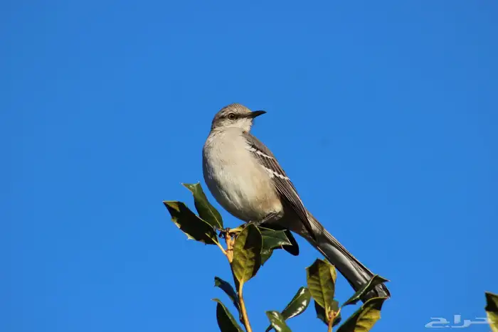 للبيع عدسة زوم Canon EF 75-300mm f 4-5.6 III 3