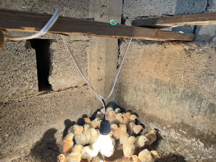 صوص بلد فواخر والوان فواتح 2