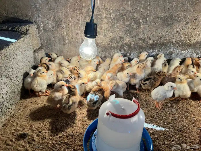 صوص بلد فواخر والوان فواتح 4