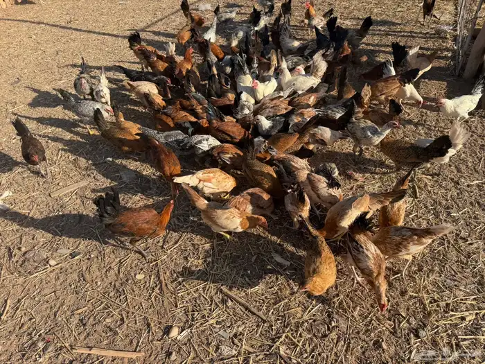 دجاج بلدي وفيومي 10