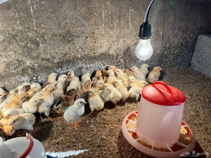 صوص بلد فواخر والوان فواتح 3