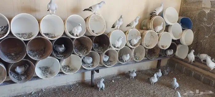 حمام زاجل ايس صافي حجم جامبو 2