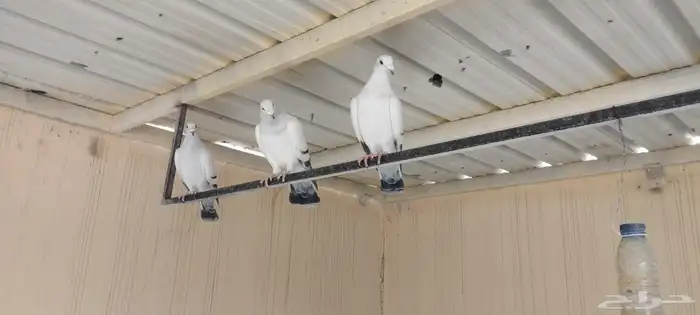 حمام زاجل ايس صافي حجم جامبو 4