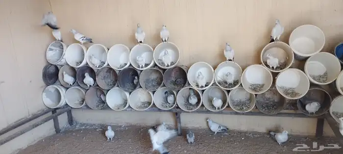 حمام زاجل ايس صافي حجم جامبو 5