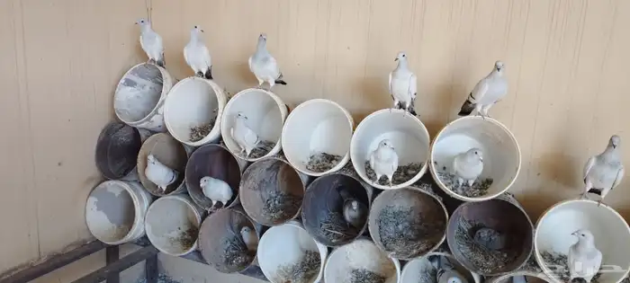 حمام زاجل ايس صافي حجم جامبو 1