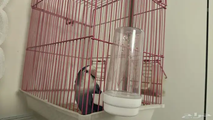 للبيع ببغاء روز (احتمال أنثى)   عمر سنة تقريبا 0