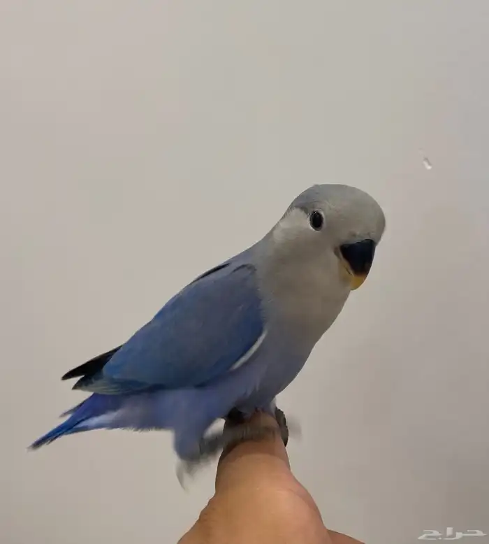 للبيع روز اليف وهدد 1