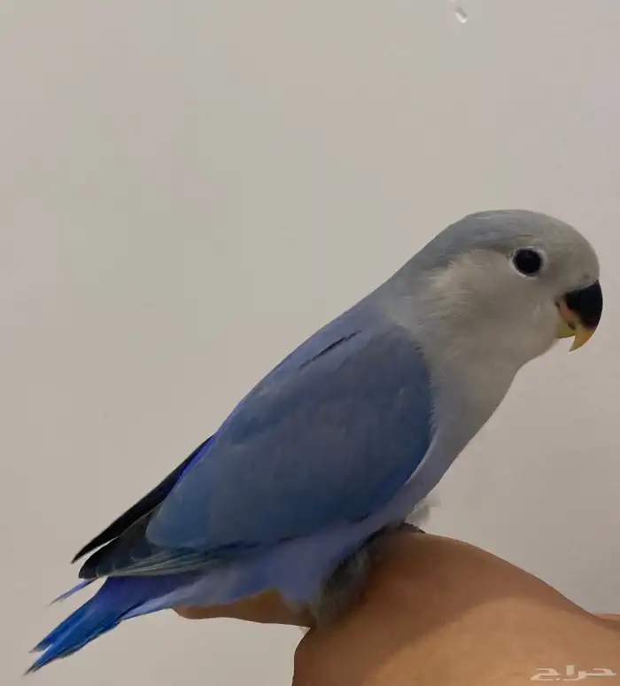 للبيع روز اليف وهدد 3