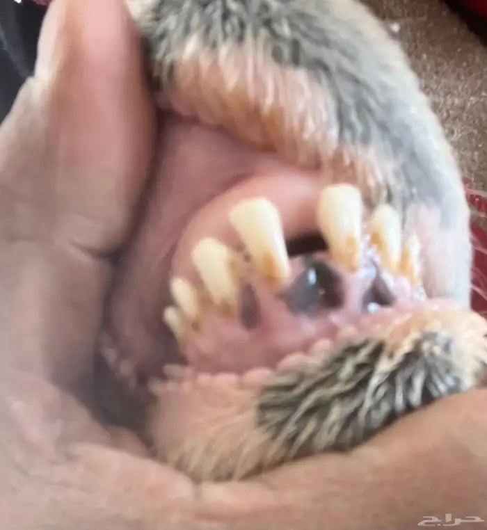 نجديه جذعه 2