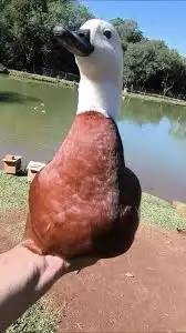 متوفر تشكيلة بط و وز 8