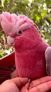 مطلوب كوكاتو قالا فرخ ب 2000 ريال 0