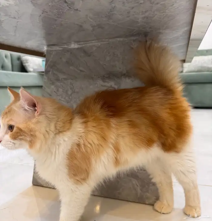 قطط للتبني جدة 10