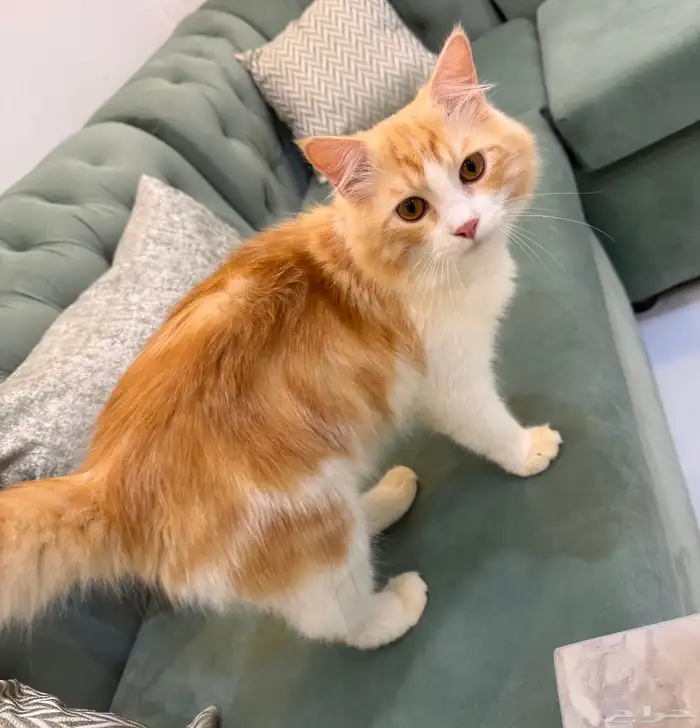 قطط للتبني جدة 8