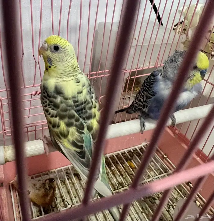 جوز بادجي تحته بيض 2