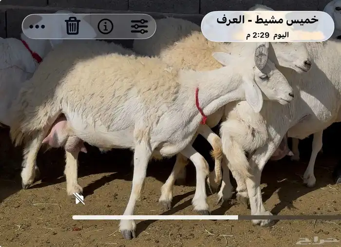 13 حريات صنف الصنف 1