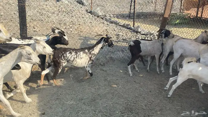 للبيع معزا هجين 15