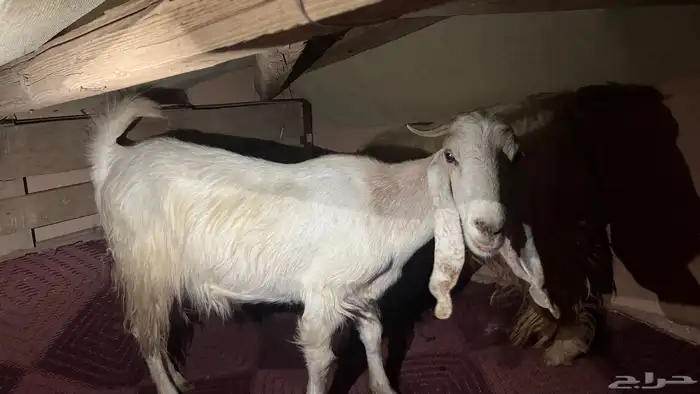 معزاء دفيع لها ثلاث شهور السن سديس سليمه من كل شي 0