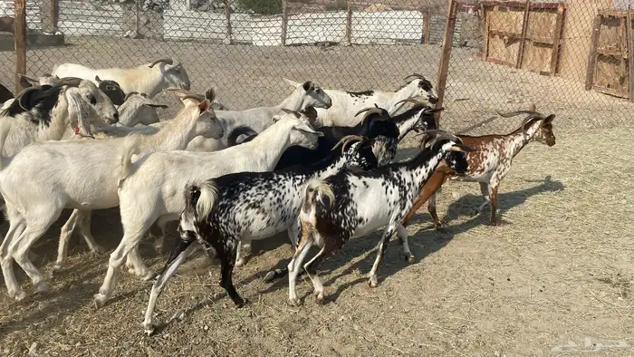 للبيع معزا هجين 22