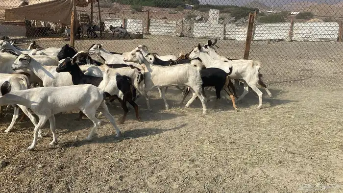 للبيع معزا هجين 17