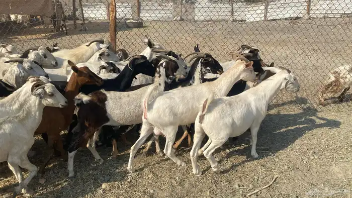 للبيع معزا هجين 3