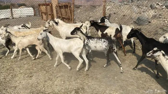 للبيع معزا هجين 0