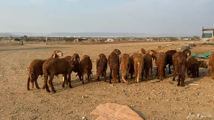 طليان سواكن 1