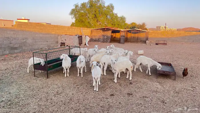 بهم خرفان ورخال كفو 6