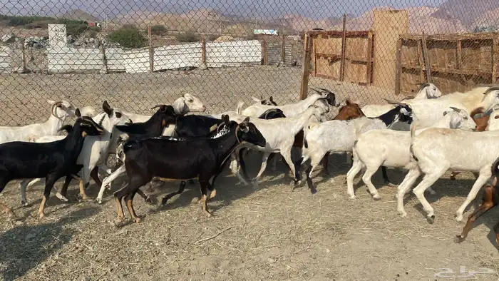 للبيع معزا هجين 19