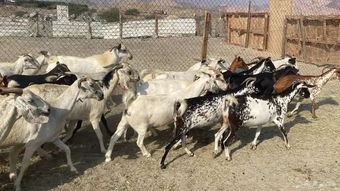 للبيع معزا هجين 24