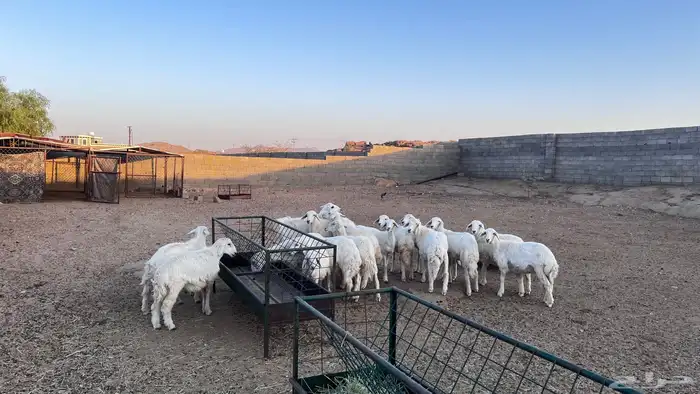 بهم خرفان ورخال كفو 4