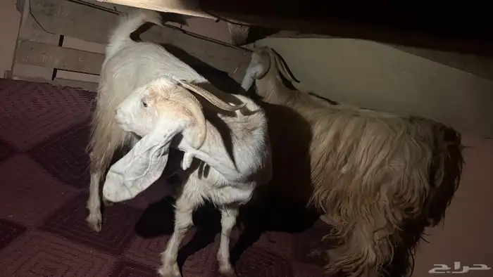 معزاء دفيع لها ثلاث شهور السن سديس سليمه من كل شي 1