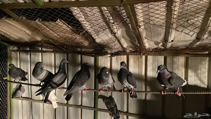 حمام بلدي للبيع 20زوج8ريال 0