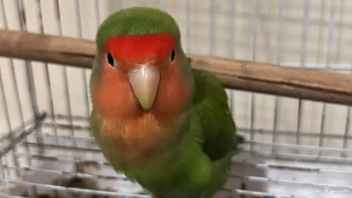 كنيور وروز متعلقين ببعض للبيع 11