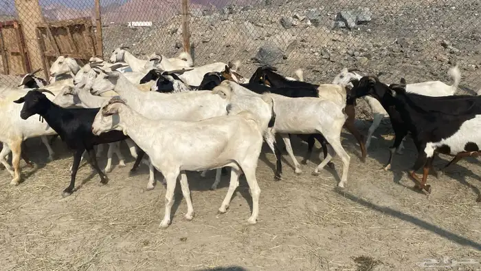 للبيع معزا هجين 9