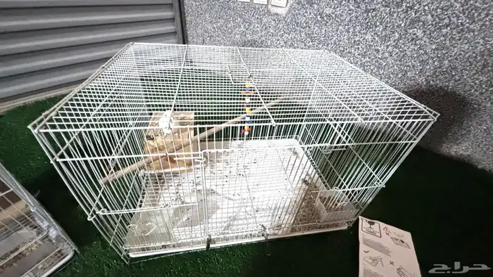 طير روز فرد 3