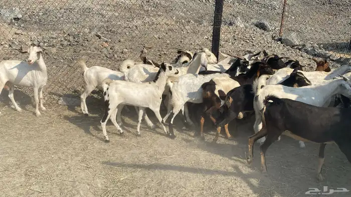 للبيع معزا هجين 21