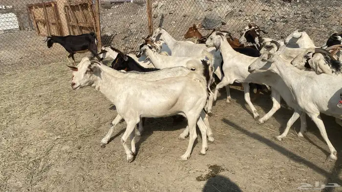 للبيع معزا هجين 6