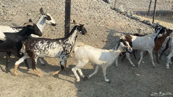 للبيع معزا هجين 16