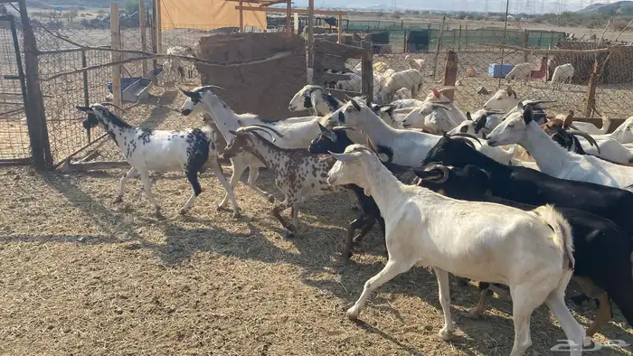 للبيع معزا هجين 11