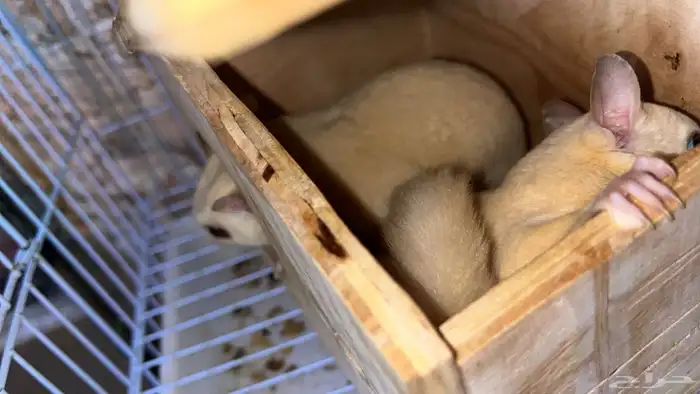 زوجين ودكر 6