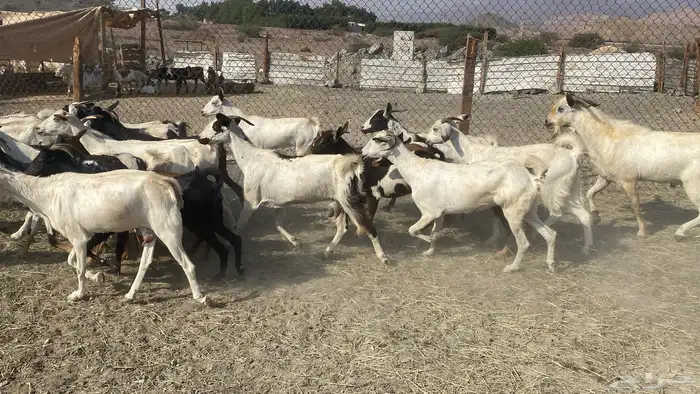 للبيع معزا هجين 23