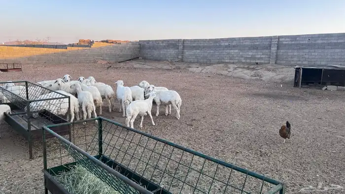 بهم خرفان ورخال كفو 1